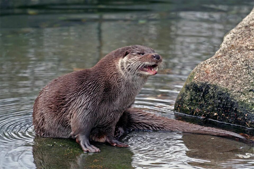 тибетская выдра. Eurasian otter. центральноазиатская выдра. суматранская выдра. белогорлая выдра.