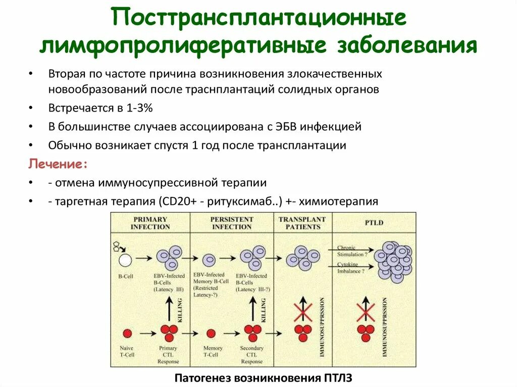 Лимфопролиферативное заболевание что это такое прогноз. Лимфопролиферативные процессы иммунология. Лимофпролифартивные забол. Классификация лимфопролиферативных заболеваний. Посттрансплантационные лимфопролиферативные заболевания.