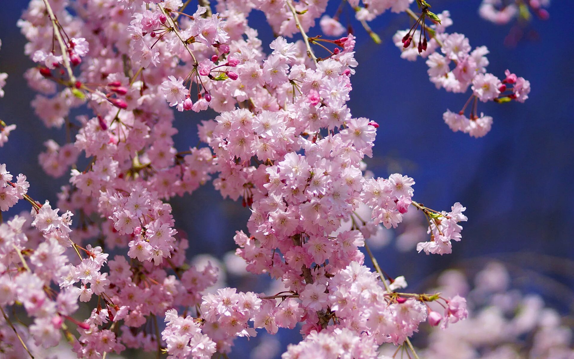 Обои на рабочий стол цветущая. Сакура цветение растения. Сакура вишня. Цветущая вишня Сакура. Соцветие Сакуры.