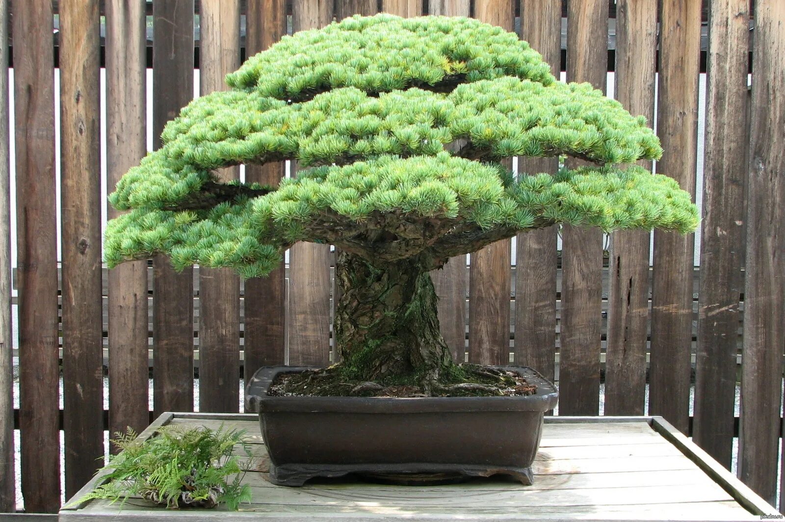 Сосна Бунге бонсай. Сосна ниваки. Карликовая сосна бонсай. Дерево Pine Bonsai. Карликовые хвойные