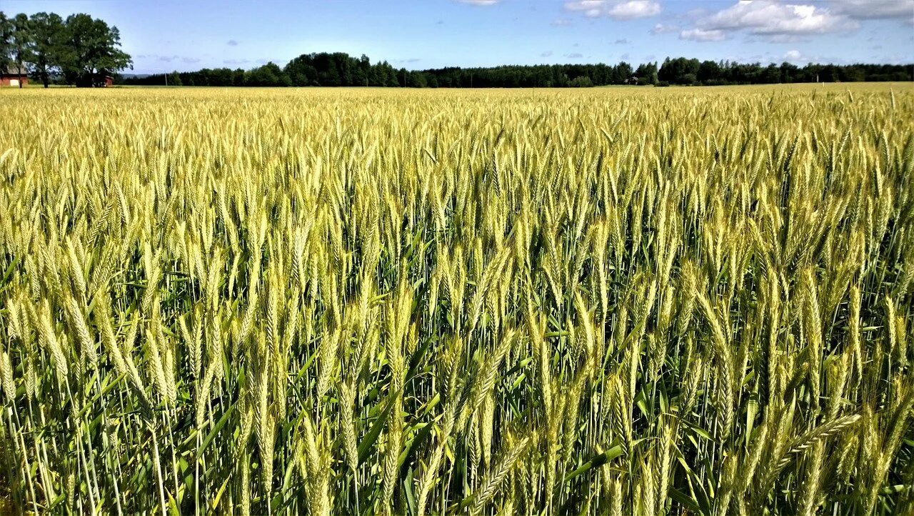 Ячмень весной. Хлебные поля Краснодарского края. Торидон Яровая пшеница. Зерно Яровой тритикале. Яровая тритикале.