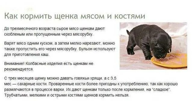 Можно щенкам давать картошку. Можно щенкам давать картошку