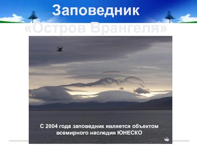 Остров врангеля год внесения в юнеско. Остров врангеля птичьи базары. Объект всемирного наследия остров врангеля. Заповедник остров врангеля местоположение. Остров врангеля наследие юнеско.