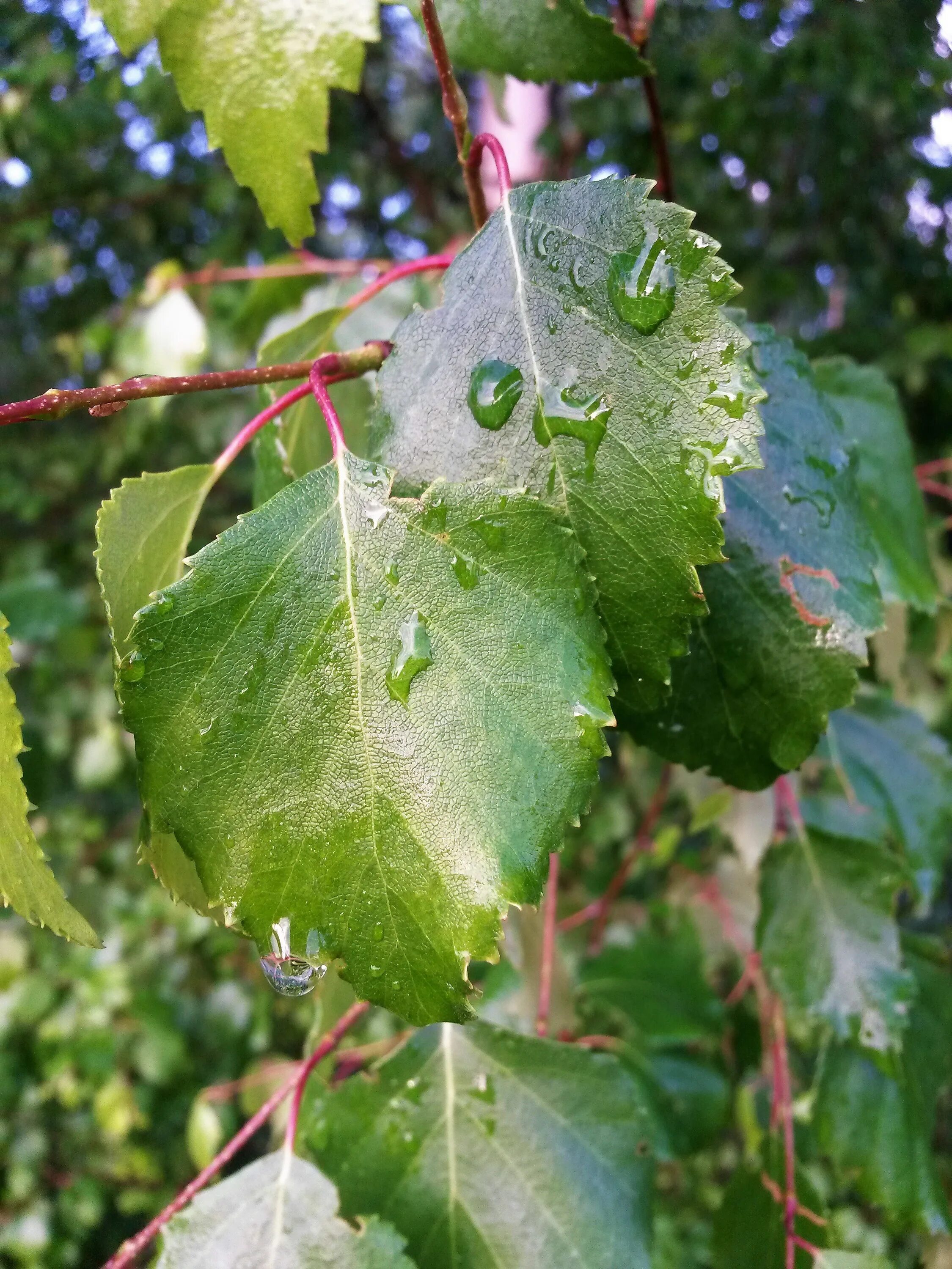 Betula populifolia. Betula листья. Берёза листья. Листок березы. Листок березки