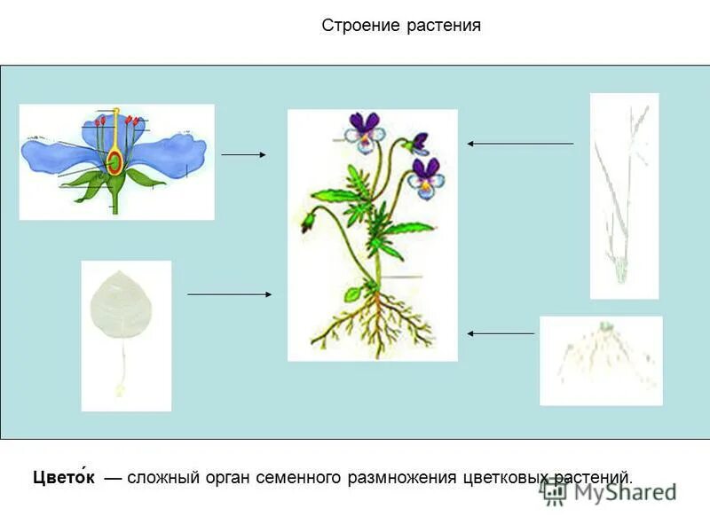 Рисунок внешнее строение растения