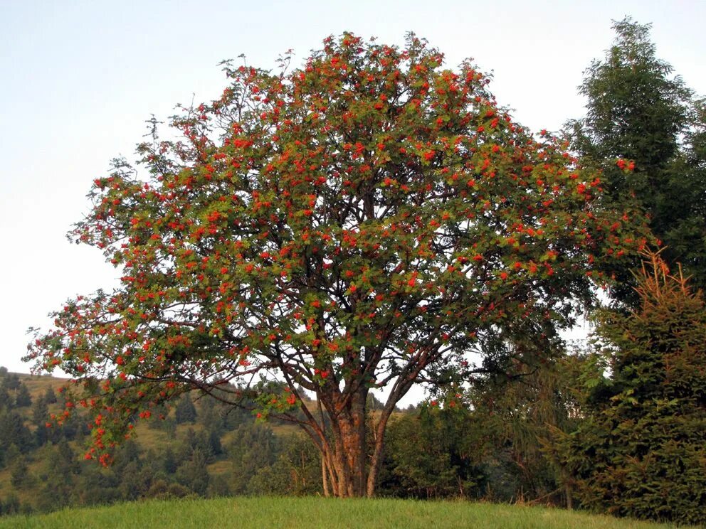 Sorbus aucuparia дерево. Рябина обыкновенная дерево. Sorbus aucuparia edulis (рябина обыкновенная). Рябина обыкновенная многоствольная.