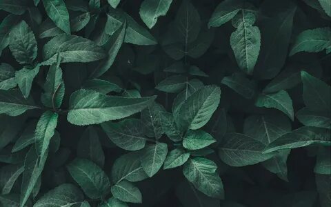 Обои на пк растения