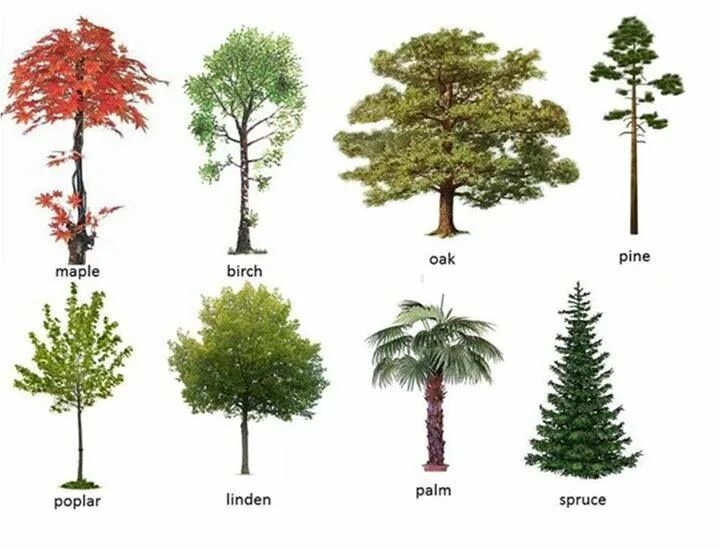 Деревья по названиям. Видовые названия деревьев. Названия деревьев на английском. Деревья разных пород. 5 лиственных растений