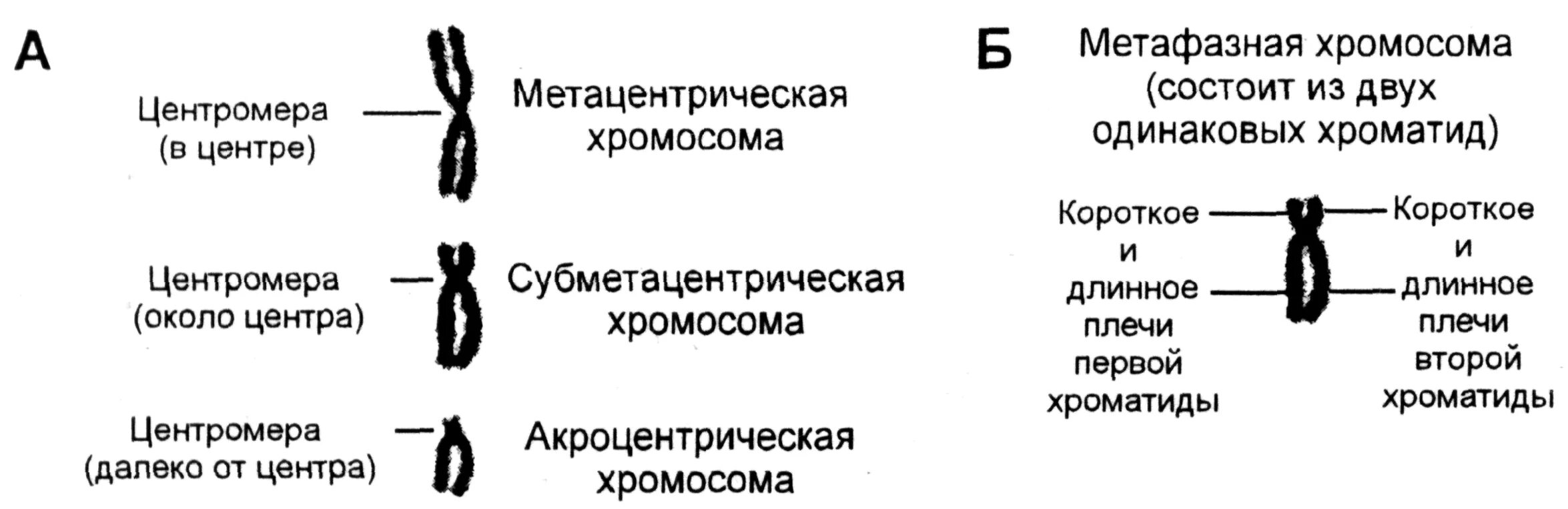 Какие типы хромосом вам известны. Типы хромосом на стадии метафазы. Акроцентрическая хромосома строение. Строение хромосом на стадии метафазы. Субметацентрические хромосомы строение.