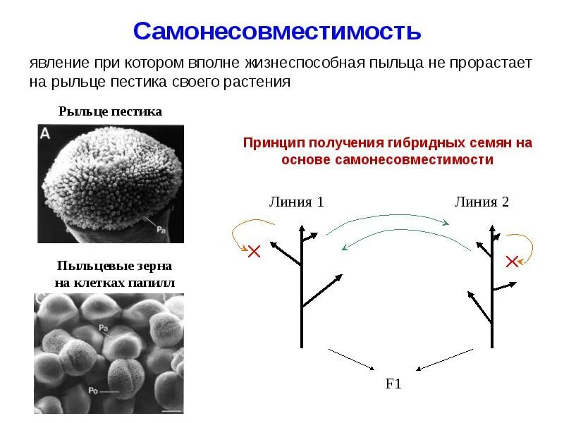 Получение чистых линий инбридингом