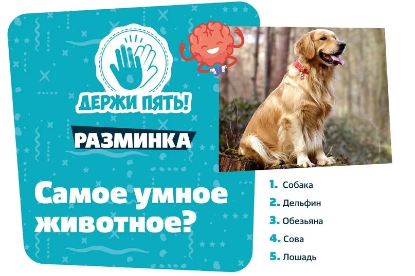 Держи пять квиз. Игра держи пять вопросы. держи пять правила. держи пять квиз тренировка.