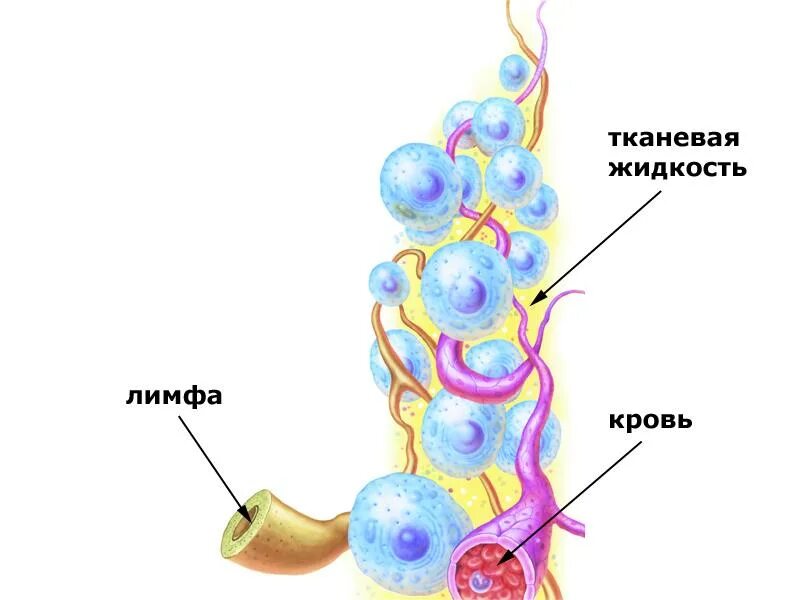 Кровь лимфа межклеточная жидкость. Внутренняя среда организма животных кровь лимфа тканевая жидкость. Кровь лимфа тканевая жидкость рисунок. Лимфа – межтканевая жидкость – кровь - лимфа