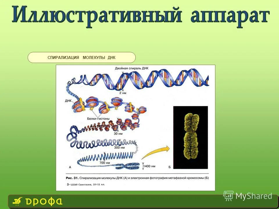 Спирализация молекулы