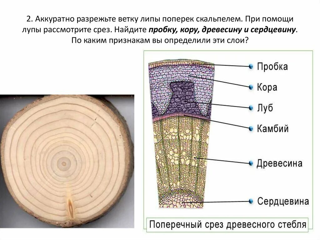 Какие функции в стебле выполняет древесина. Строение стебля липы поперечный срез. Строение поперечного среза ветки липы. Строение стебля дерева на поперечном срезе. Строение поперечного среза древесного стебля.