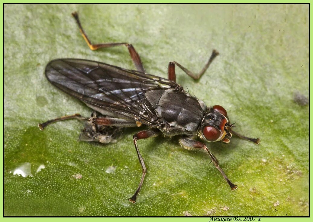 Musca domestica комнатная Муха. Мухи гематофаги. Живородящие мухи. Речная Муха.