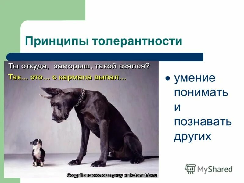 особенности поведения животных. содержание чего либо. способности понимать животных. забота детей о животных. способности понимать животных.