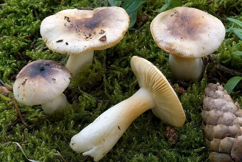 Как по другому называются грибы. Russula puellaris. Фото съедобных грибов. Съедобные грибы фото. Съедобные грибы фото и название.