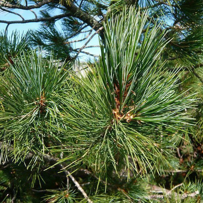Кедр в подмосковье. Сосна кедровая сибирская сибирский кедр. сосна кедровая европейская pinus cembra. сосна кедровая pinus sibirica. сосна кедровая сибирская (кедр сибирский) – pinus sibirica.
