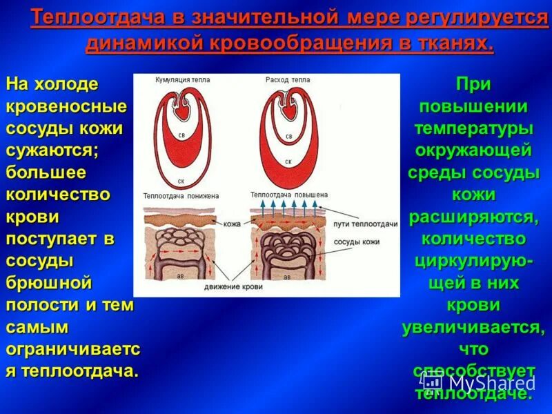 При повышении температуры окружающей среды капилляры. При понижении температуры окружающей среды сосуды кожи. При повышении температуры окружающей среды капилляры сужаются. Теплоотдача кровеносные сосуды. При понижении окружающей среды сосуды кожи