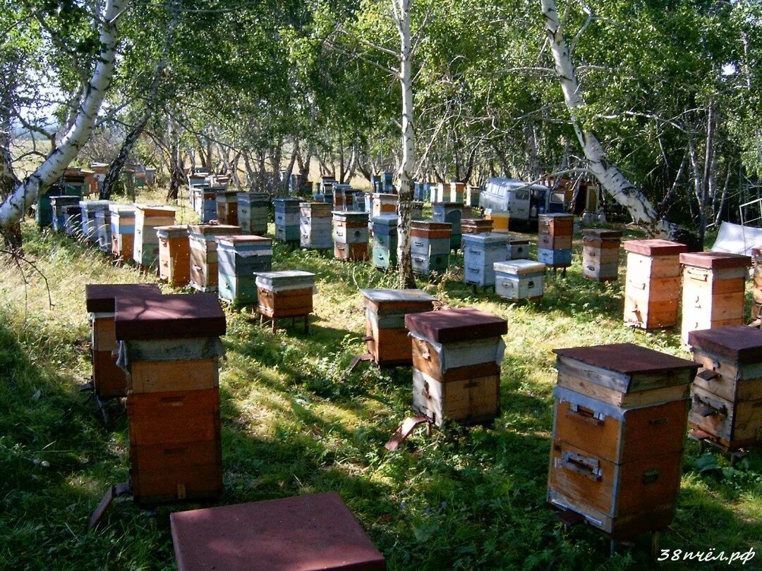 Улей на пасеке. Пасека на 50 пчелосемей. Большая пасека пчел Башкортостан. Пасека на дачном участке. Купить пчел в башкирии