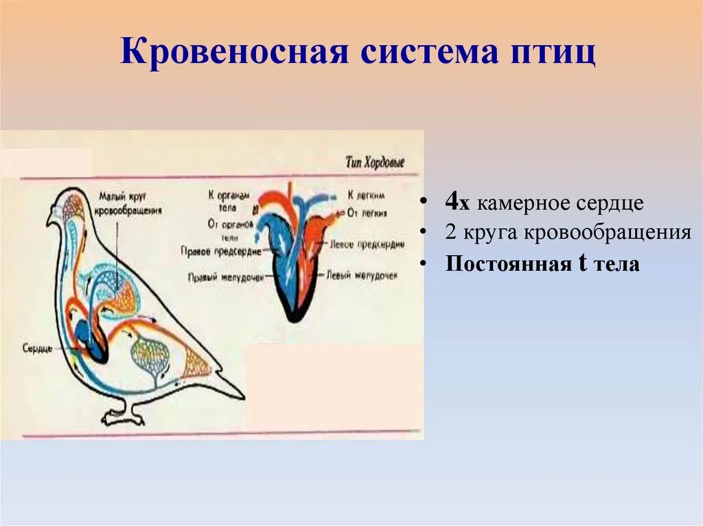 Органы кровообращения у птиц. Кровеносная система птиц 7 класс. Кровеносная система птиц схема. Схема строения кровеносной системы птиц. Отделы сердца птиц.