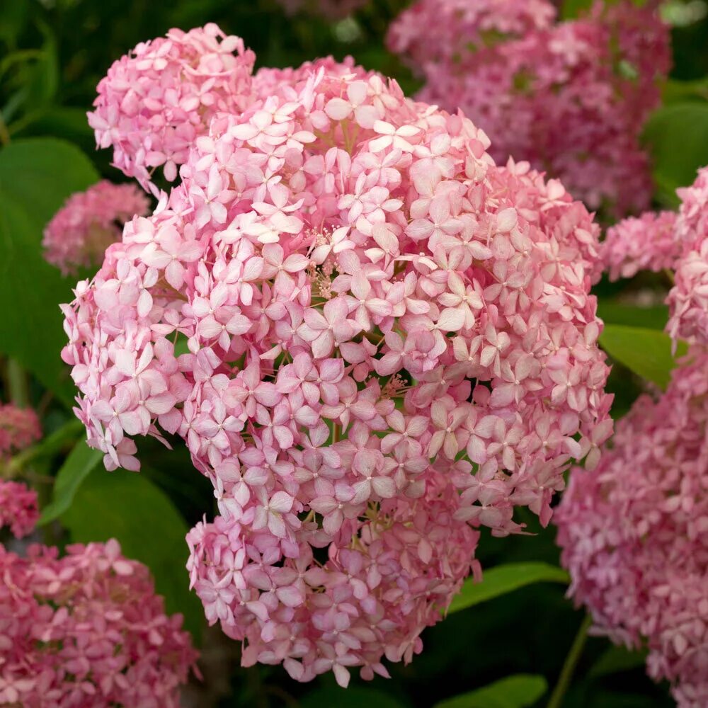 Гортензия анабель розовая фото Гортензия древовидная Эко Пинк Пафф (Hydrangea arborescens Eco Pink Puff) 7.5л О
