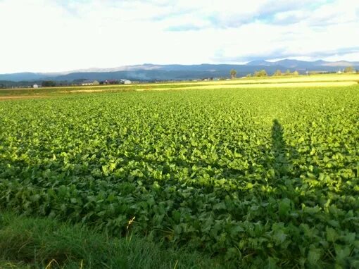 Growing Sugar Beet Plants in Late Afternoon Sunlight. Stock Photo Image of foo