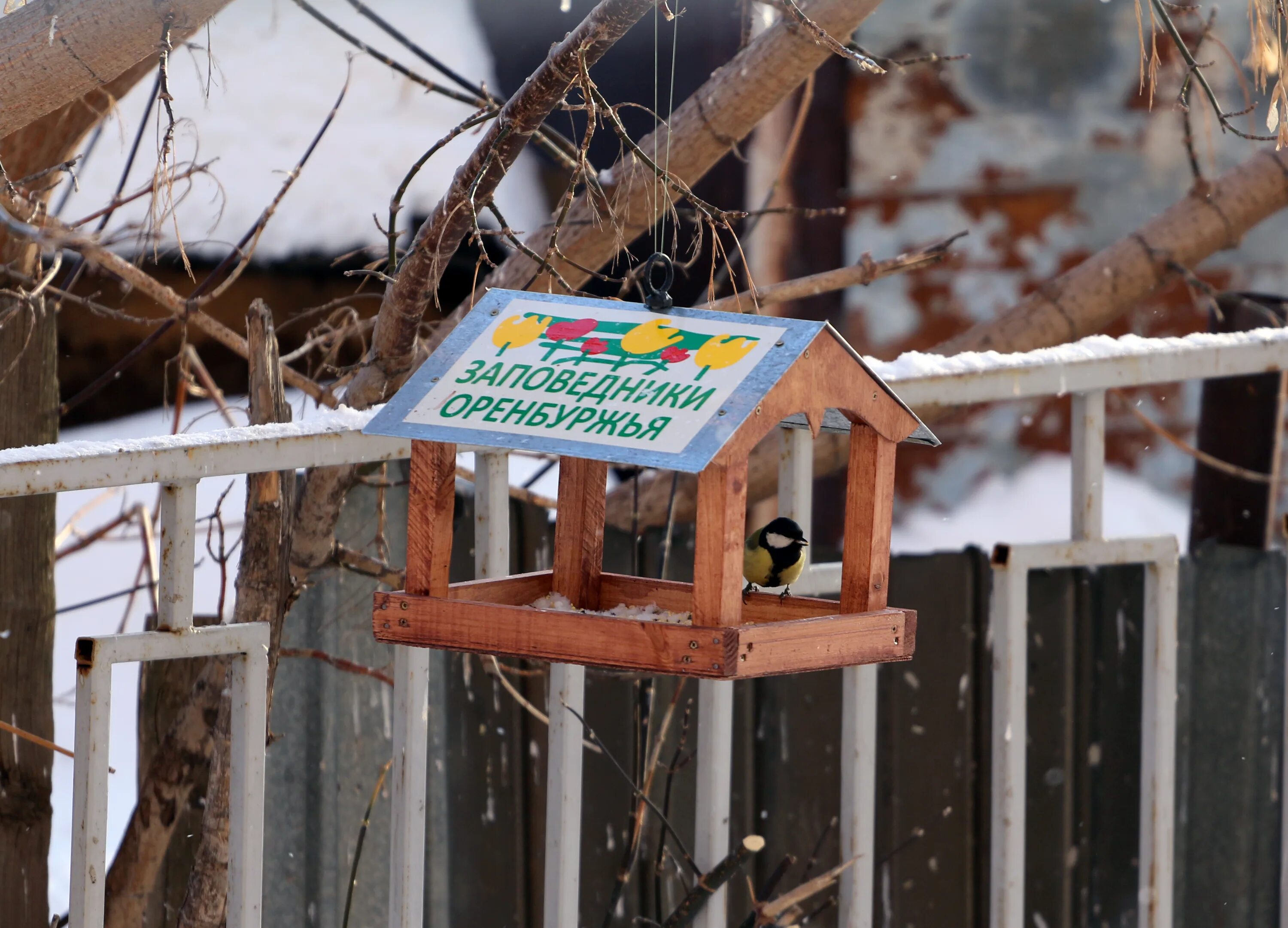необычные кормушки для белок. кормушка для пичужки. кормушка для птиц. оригинальное название кормушки. оригинальное название кормушки.