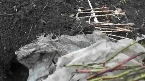 Черенкование роз в теплице осенью под зиму