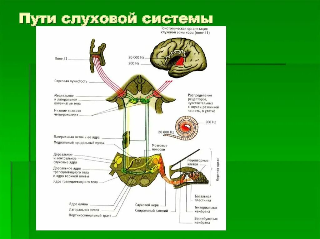 Проводящий путь органа слуха. Проводящие пути слуховой системы. Слуховой проводящий путь. Схема слухового анализатора. Проводящие пути слухового анализатора.