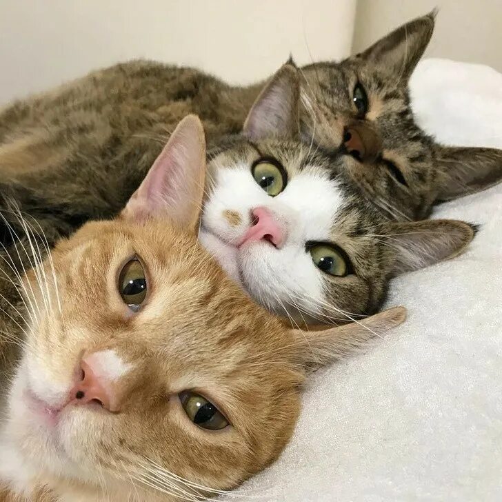 Прикольные кошки. Три кошки. Трое животных. Три милых котенка. Кошечки приколы