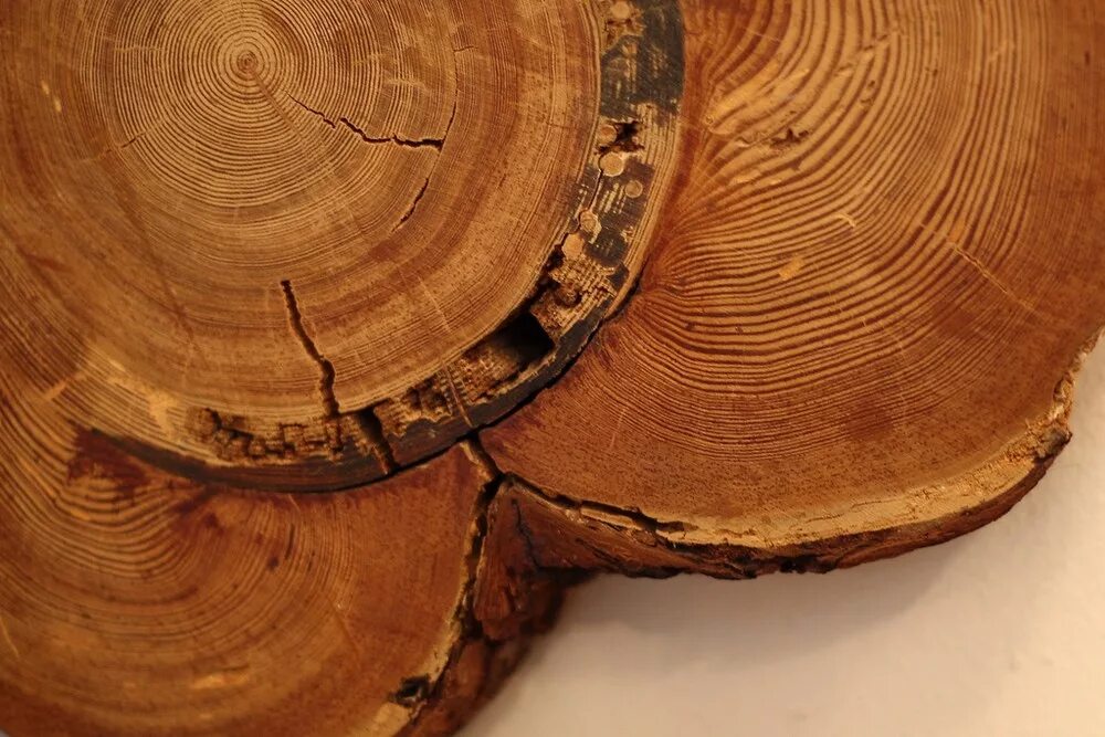 торцевой спил ясеня. спил дерева f4150g. поперечный спил ясеня. оклеива мый верхушка дерева спил тся. клен канадский спил дерева.