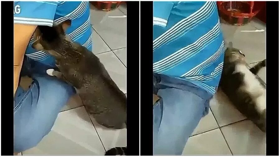 Почему кошка нюхает подмышки. Почему кошка нюхает подмышки. Кошка лижет подмышки. Котик облизывает лицо. Кот понюхал носок.