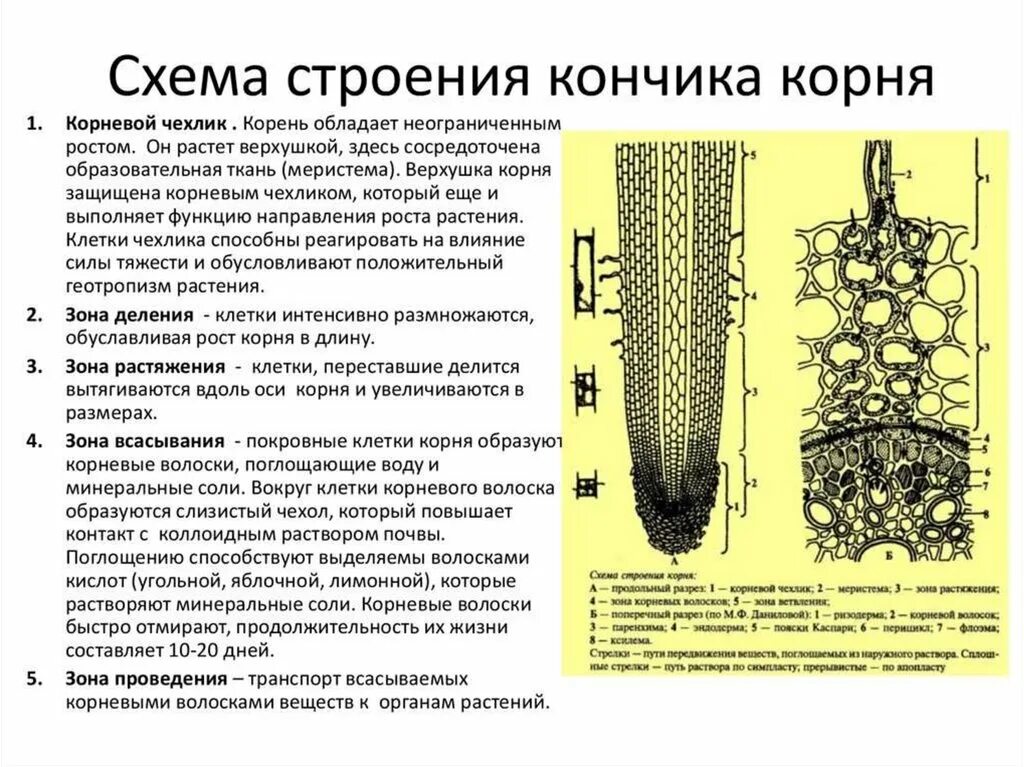 Какие ткани есть в корне растения. Строение корня чехлик. Образовательная ткань корня чехлик. Строения и функциями клеток корня и зоной. Клеточное строение зоны всасывания корня.