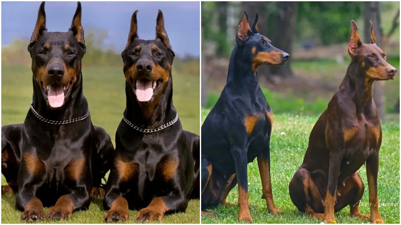 веймаранер или доберман. цвергпинчер немецкий пинчер и доберман. немецкий пинчер и доберман. длина добермана. немецкий пинчер рост в холке.