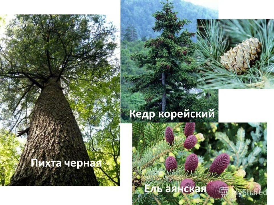 Лиственница и кедр. Хвойные деревья ель пихта кедр. Ель пихта кедровая сосна. Кедр и пихта. Ель сосна пихта.