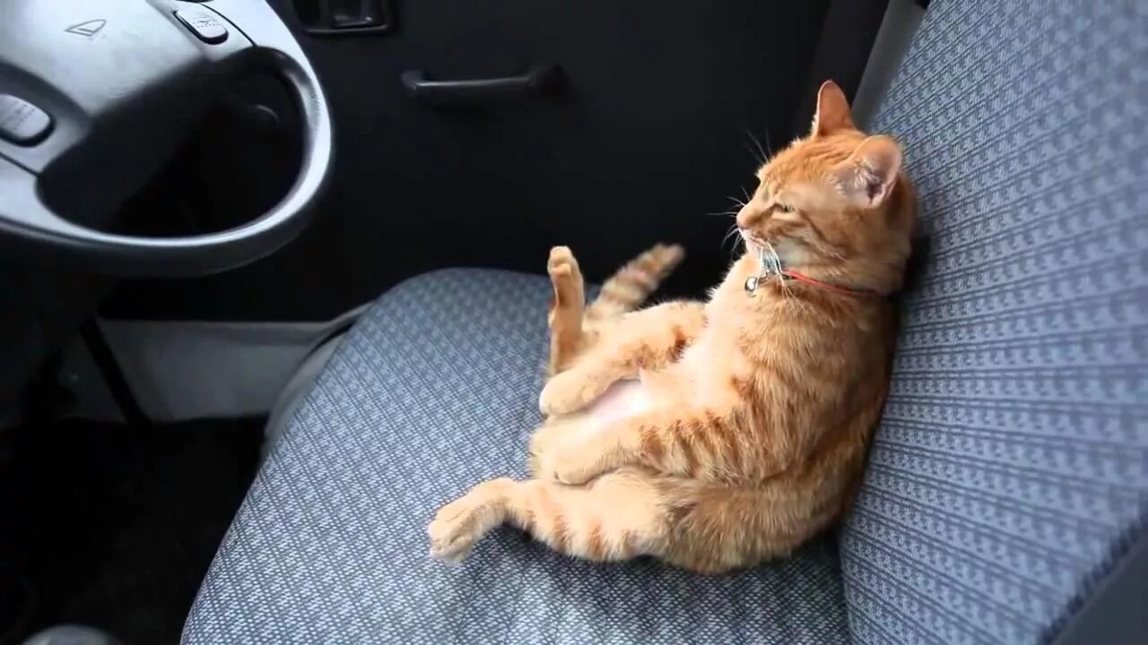 коты в автобусе. котятки в самолёте. кошка едет в автобусе. рэгдолл в машине.