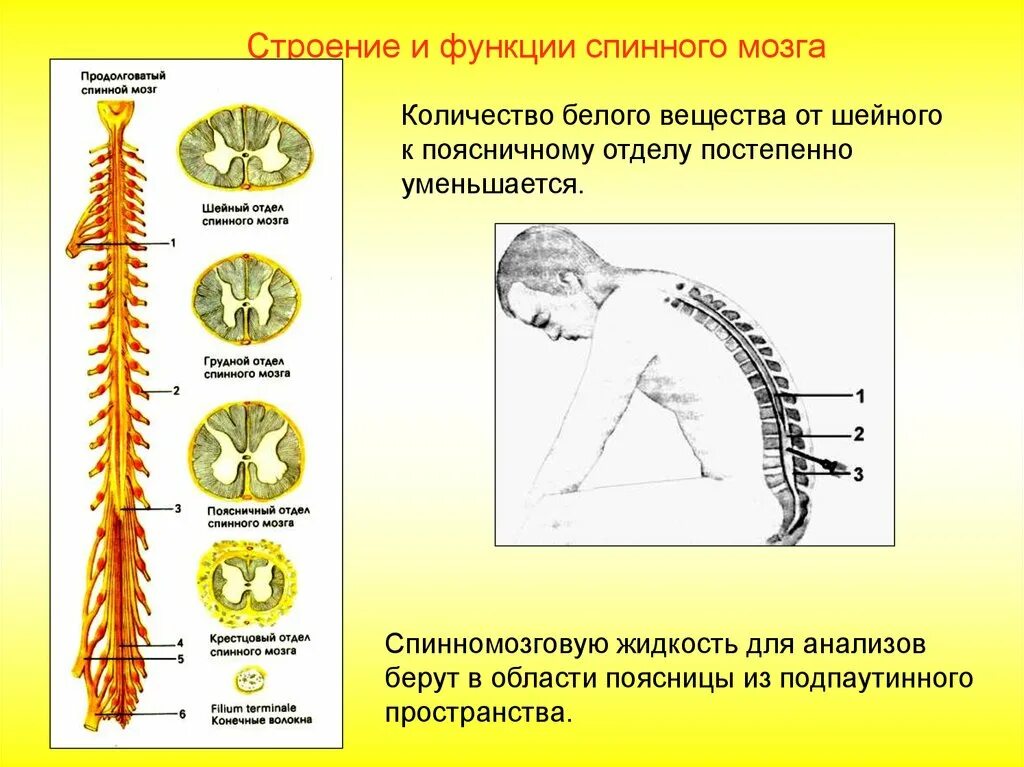 Какие 2 функции выполняет спинной мозг. Функции отделов спинного мозга. Спинной мозг строение и функции. Спинной мозг строение и функции нервная система. Отделы спинного мозга строение и функции.