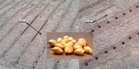 На какую глубину садить лук севок