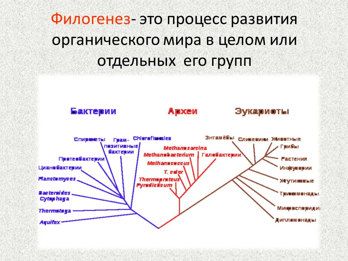 Строение филогенеза. Филогенез. Филогенез это развитие. Понятие филогенез. Филогенез это процесс.