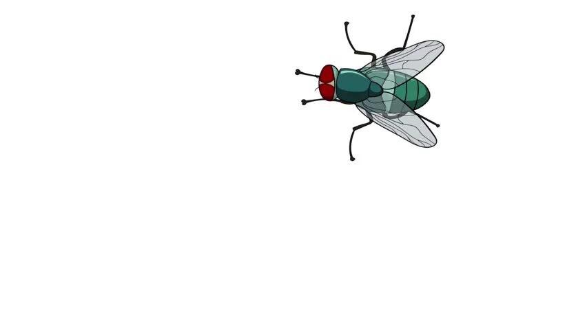 Fly flashcards. Испуганная муха. пустая муха. fly вектор. комар анимация.