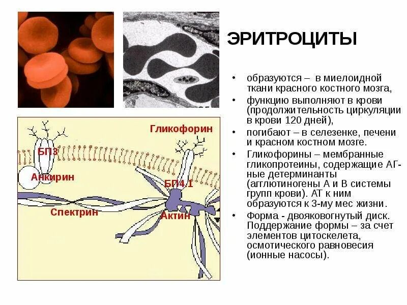 Какую защитную функцию выполняют эритроциты. Эритроциты образуются в. эритроциты образуются в красном костном мозге. межклеточные контакты белки. цитоскелет эритроцита образован.