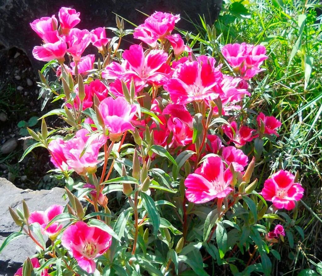 Годеция азалиецветковая. Годеция красное вино. Цветы годеция. Годеция монарх. Годеция грандифлора.