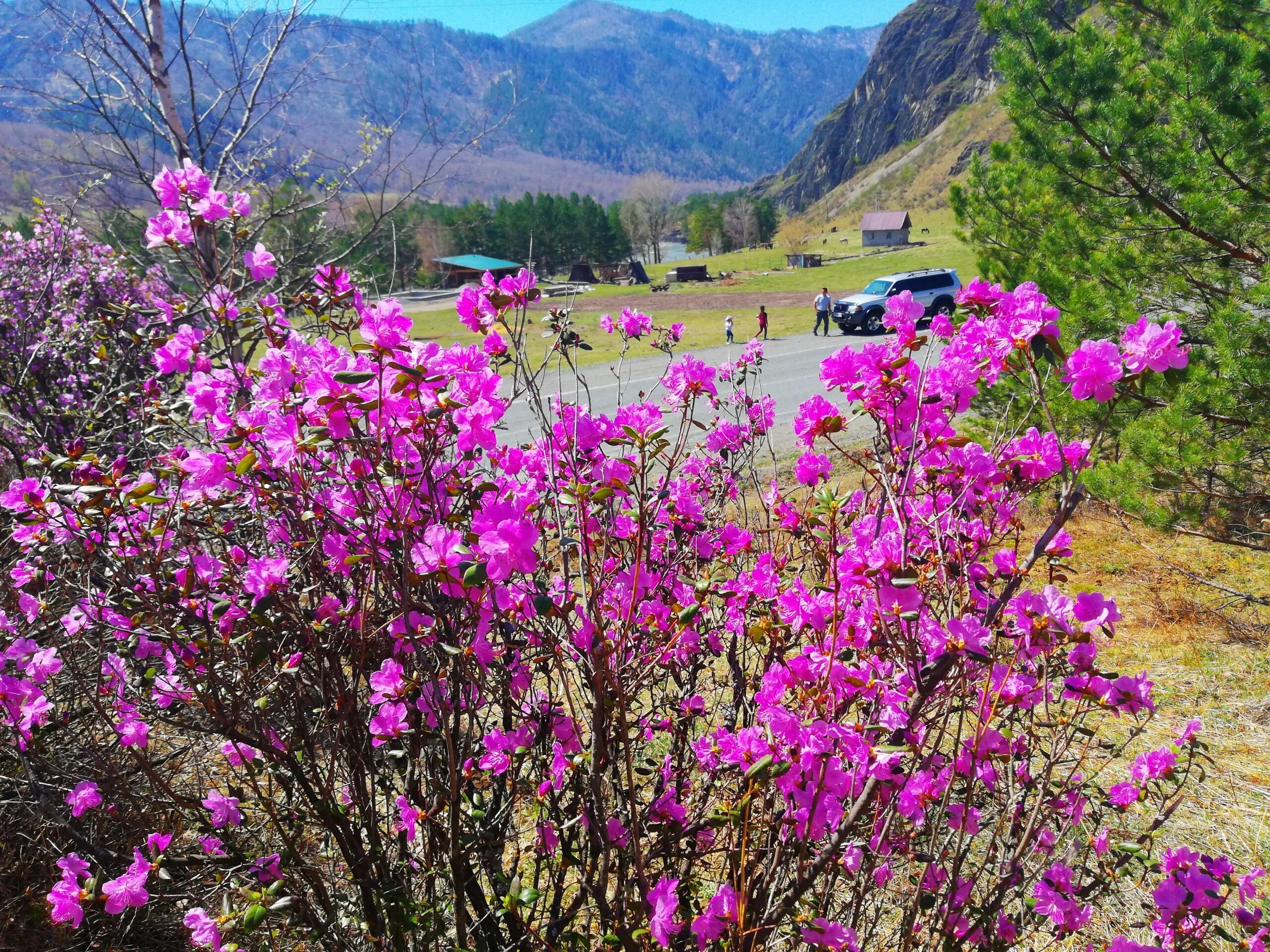 цветение маральника на алтае. рододендрон даурский маральник. алтай маральник цветет горы. маральник горный алтай рододендрон. цветочная долина горный алтай.