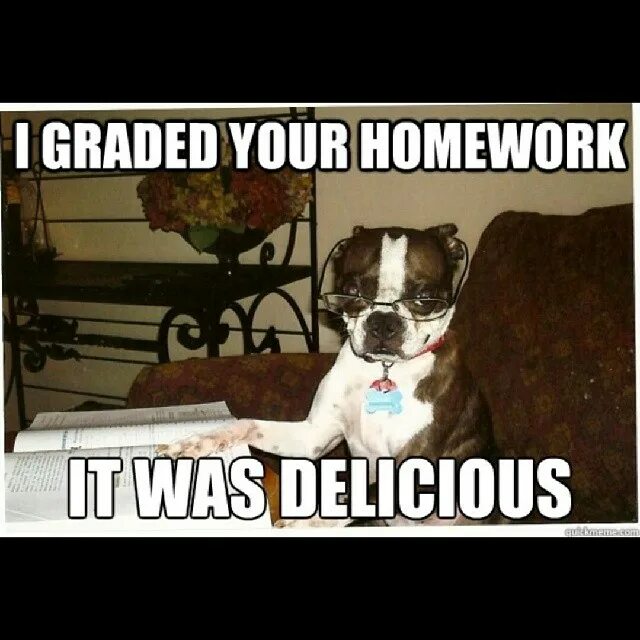 Homework memes. Мем с животными. Homework funny. Домашние животные Мем. Fun is where you are