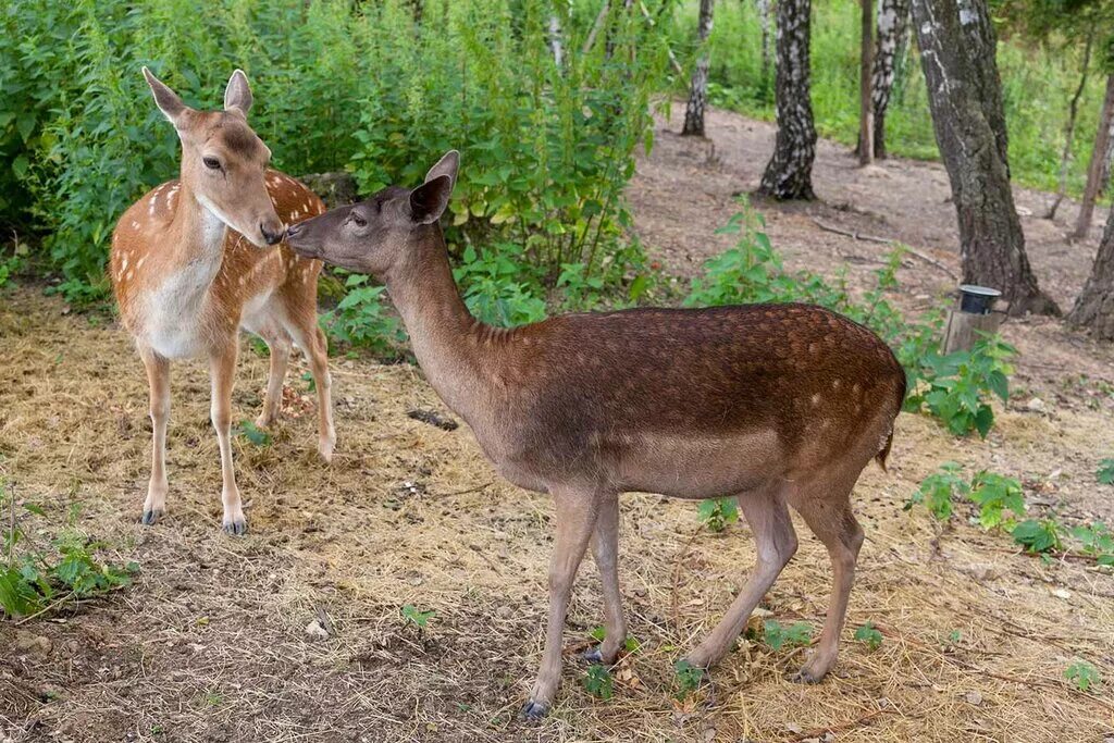 московский зоопарк летом. зоопарк в подмосковье адреса. жители зоосада. ферма российские альпаки. контактный зоопарк горки коломна.