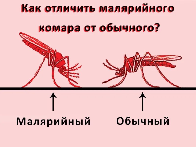 Малярийный комар является малярии. Малярийный комар отличие. малярийный комар и обычный отличия. отличие малярийного комара от обычного. как выглядит малярийный комар.