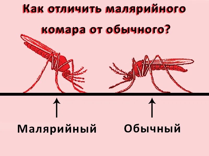 Почему для борьбы с малярией. Малярийный комар отличие. Малярийный комар и обычный отличия. Отличие малярийного комара от обычного. Как выглядит малярийный комар.