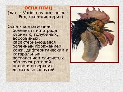 Оспа можно ли заболеть