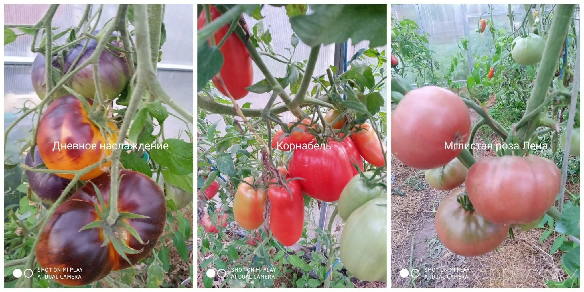 сержант пеппер томат купить семена. томат мисс форье. томат сержант пеппер отзывы фото урожайность характеристика. сорт помидор сержант пеппер. томат сержант пеппер семена.